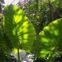 Alocasia