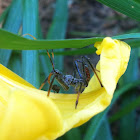 Assassin bug nymph