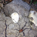 Harvestman