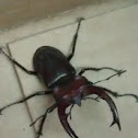 Elephant Stag Beetle