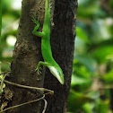 Green Anole