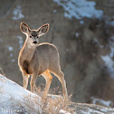 Mule Deer