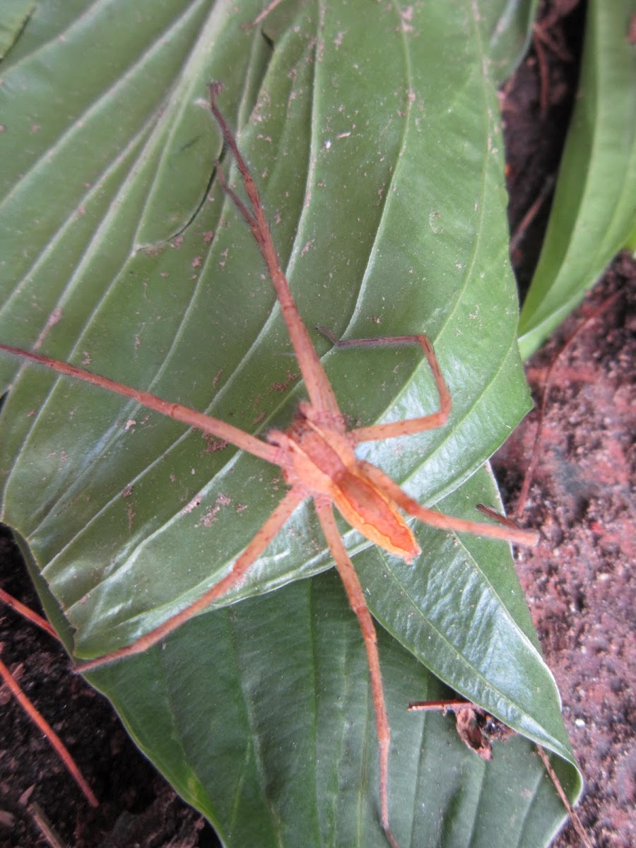 Nursery Web spider