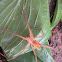 Nursery Web spider