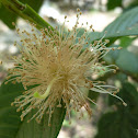 Flor de guayaba