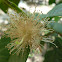 Flor de guayaba