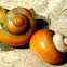 Apple snail