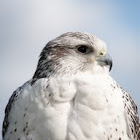 Gyrfalcon