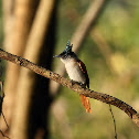 Asian paradise flycatcher (female)