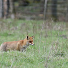 Red fox