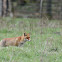 Red fox