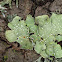 Punctelia subrudecta