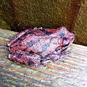 Pinewoods Tree Frog