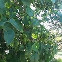 Lilac Tree