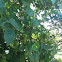 Lilac Tree