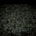 cherry tree