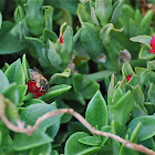 Western Honey Bee
