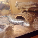 Blue tongue skink