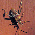 Western Conifer Seed Bug