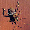 Western Conifer Seed Bug