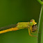 Green Damselflies