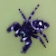 Daring Jumping Spider