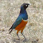 Superb Starling