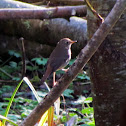 Hermit Thrush