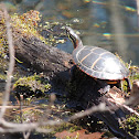 Eastern Painted Turtle