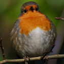 European Robin