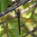 Swamp Darner dragonfly (female)