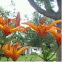 Lilly