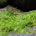 sea lettuce