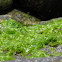 sea lettuce