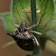 Shield Bug