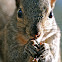 Eastern Gray Squirrel