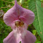 Himalayan Balsam