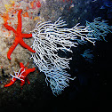 White Gorgonian