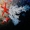White Gorgonian