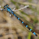 Damselfly