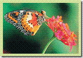 pix_thumb_butterfly02