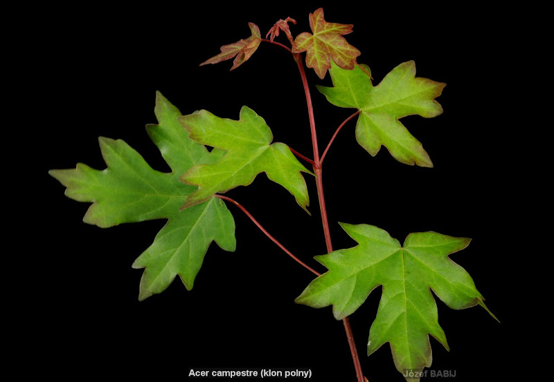 Acer campestre leawes - Klon polny liście