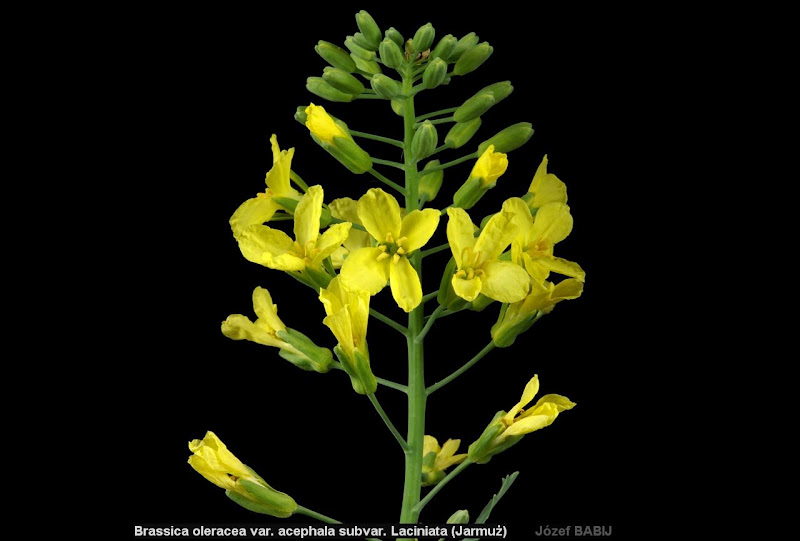Brassica oleracea var. sabellica inflorescence - Jarmuż kwiatostan 