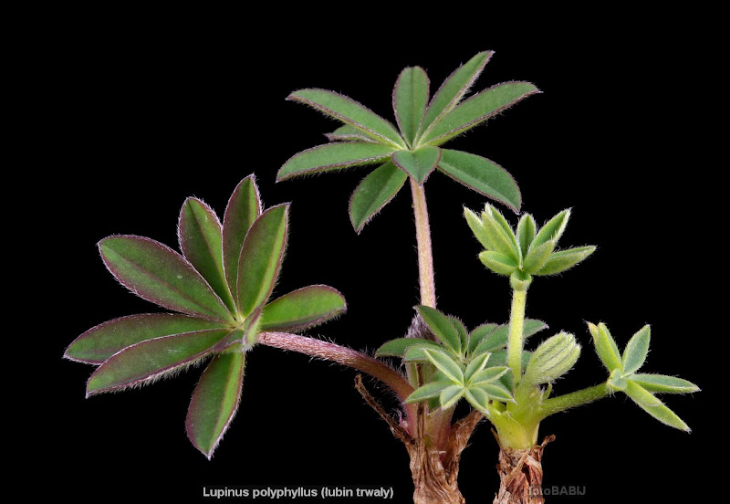 Lupinus polyphyllus habit young plant - Łubin trwały pokrój młodej rośliny