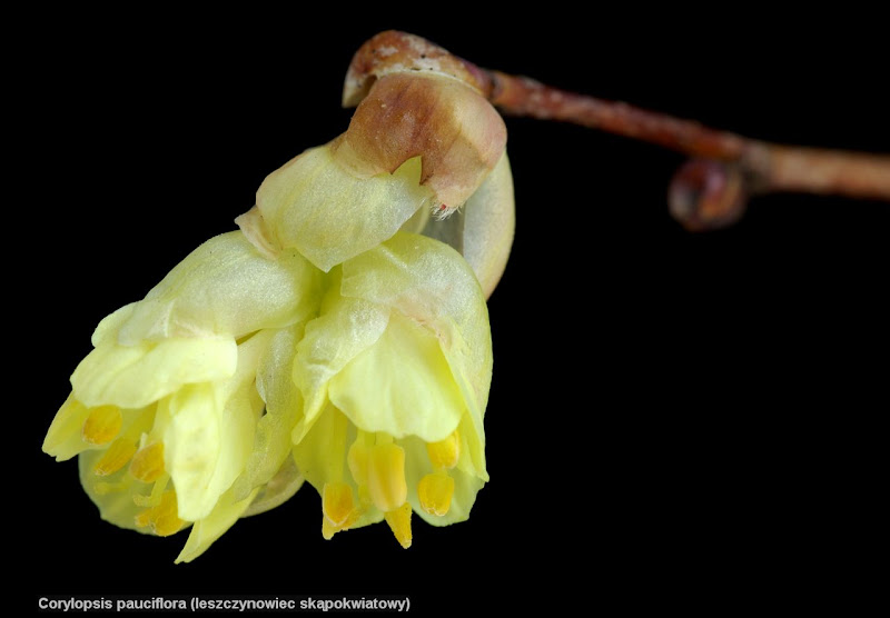 Corylopsis pauciflora habit flowers - Leszczynowiec skąpokwiatowy kwiaty 