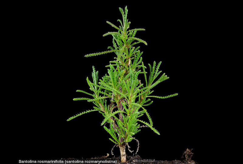 Santolina rosmarinifolia habit young plant - Santolina rozmarynolistna pokrój młodej rośliny