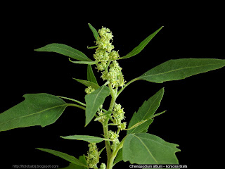 Chenopodium album seeds - Komosa biała nasiona 