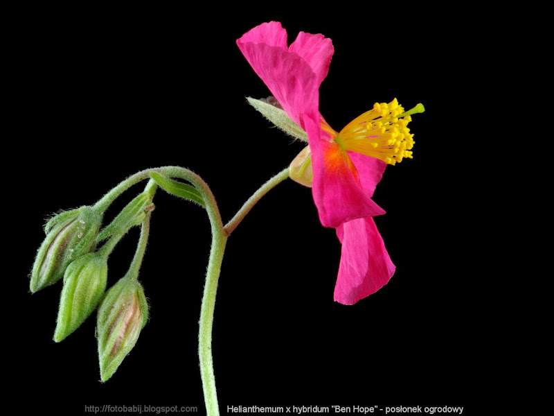 Helianthemum x hybridum 'Ben Hope' - Posłonek ogrodowy