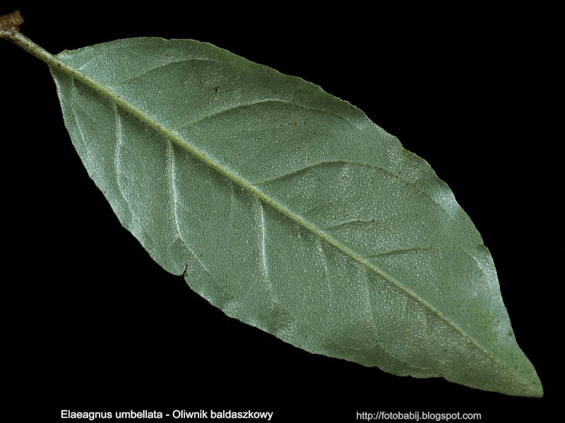 Elaeagnus umbellata leaf - Oliwnik baldaszkowy liść