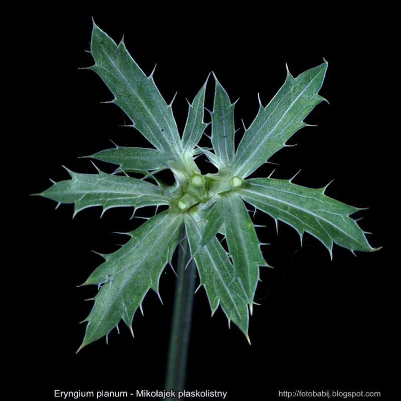 Eryngium planum leafs - Mikołajek płaskolistny liście